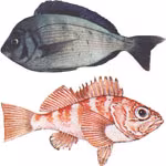 МОРСКИЕ